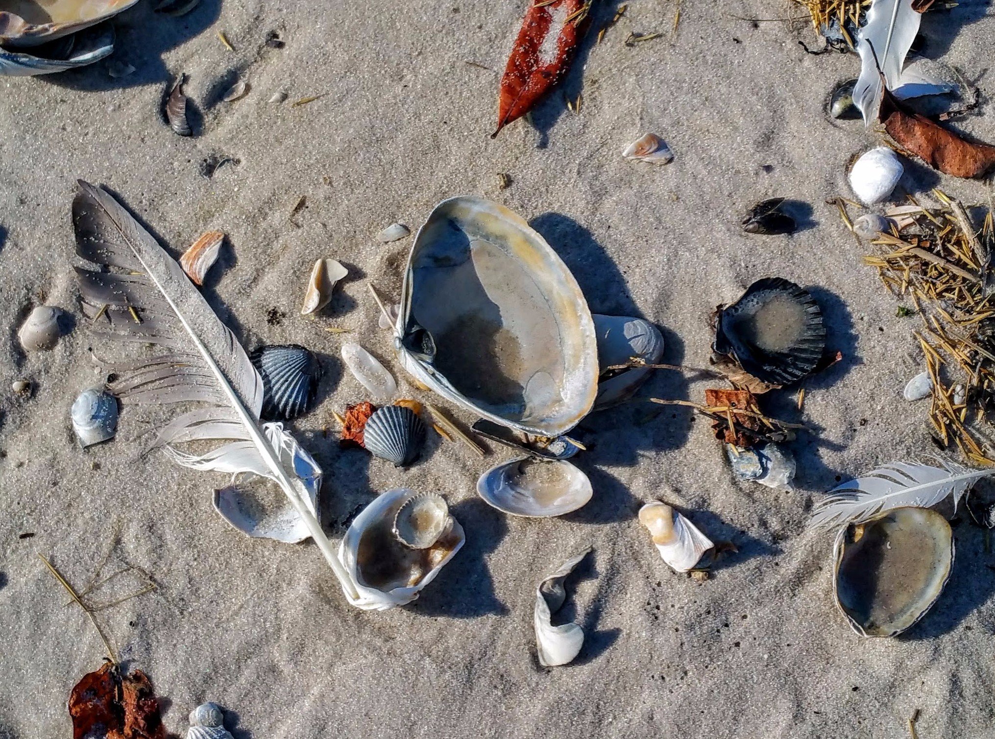 feathersandshells - Edited.jpg