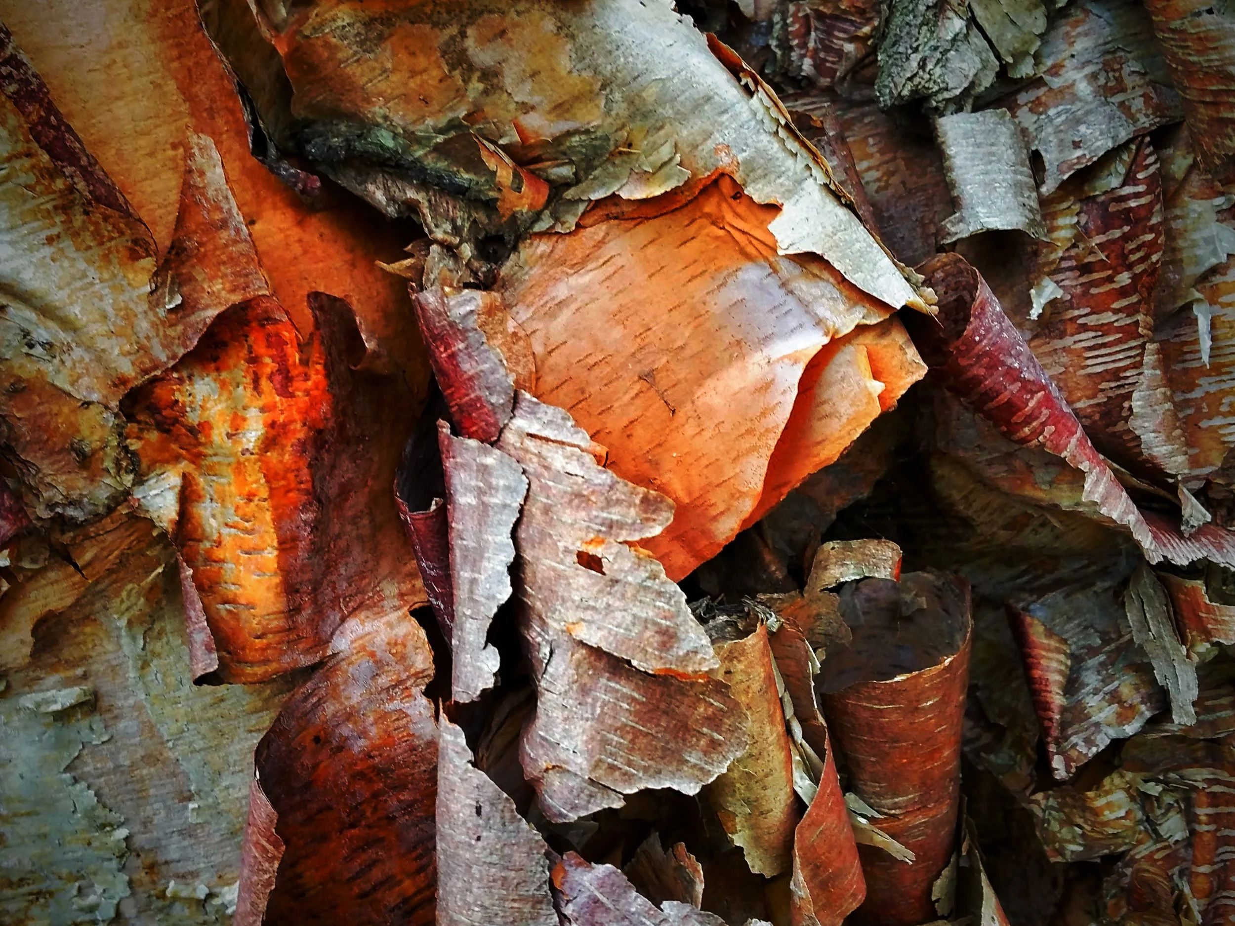 bark-2.jpg