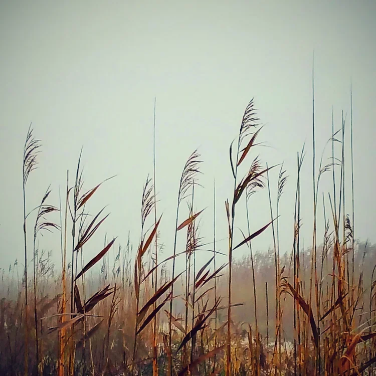 foggy-reeds-2.webp