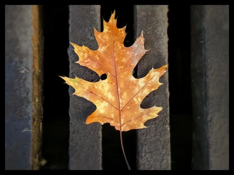 grate-leaf-b.webp