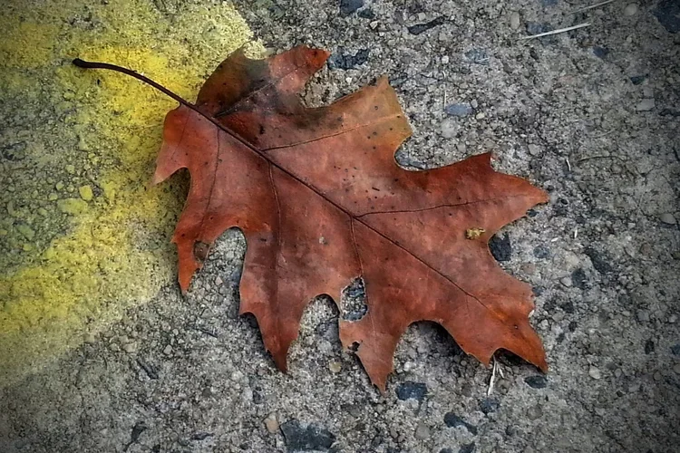 oak-leaf-cut-b.webp