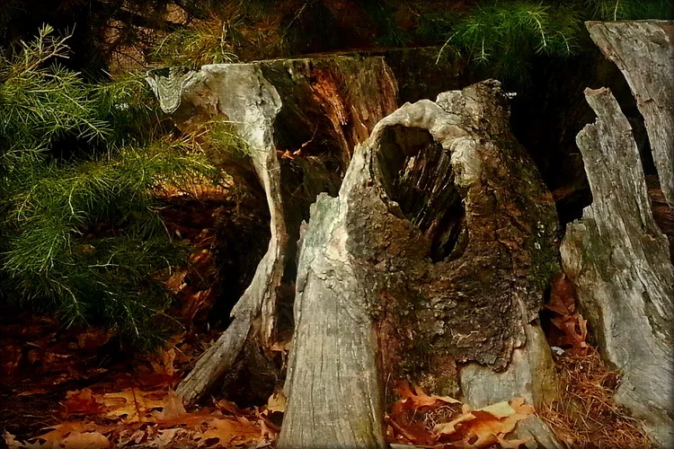 stump-eb.webp