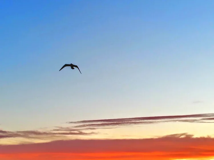 gull-flap.webp