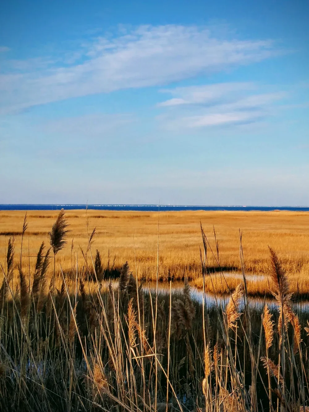 autumn-marsh.webp