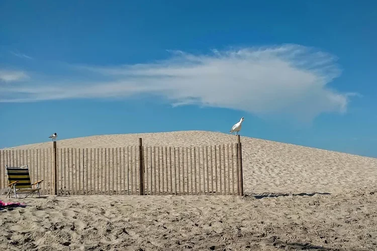 loud-gull.webp