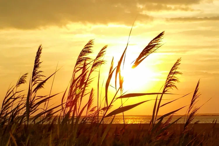 sunset-grass-3x2-e.webp