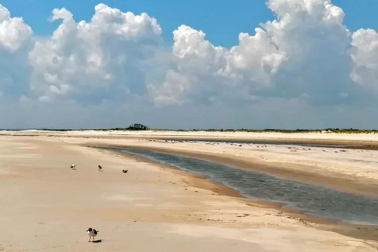 4-gulls.webp