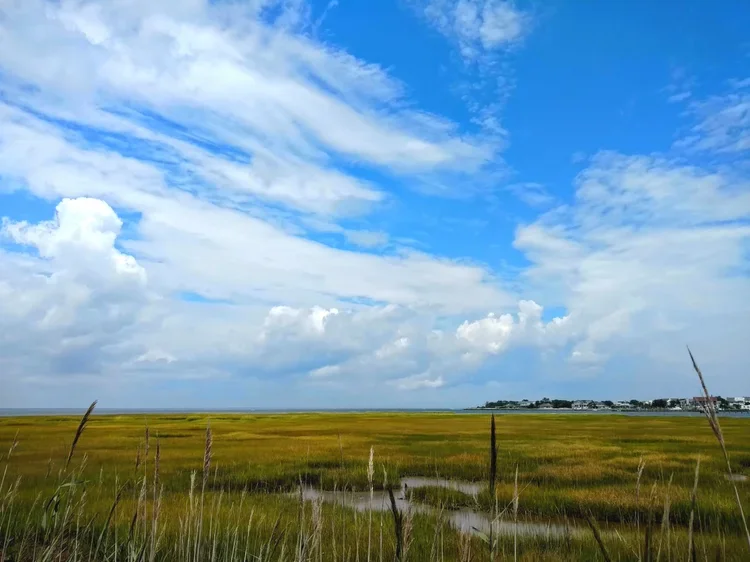 marsh.webp