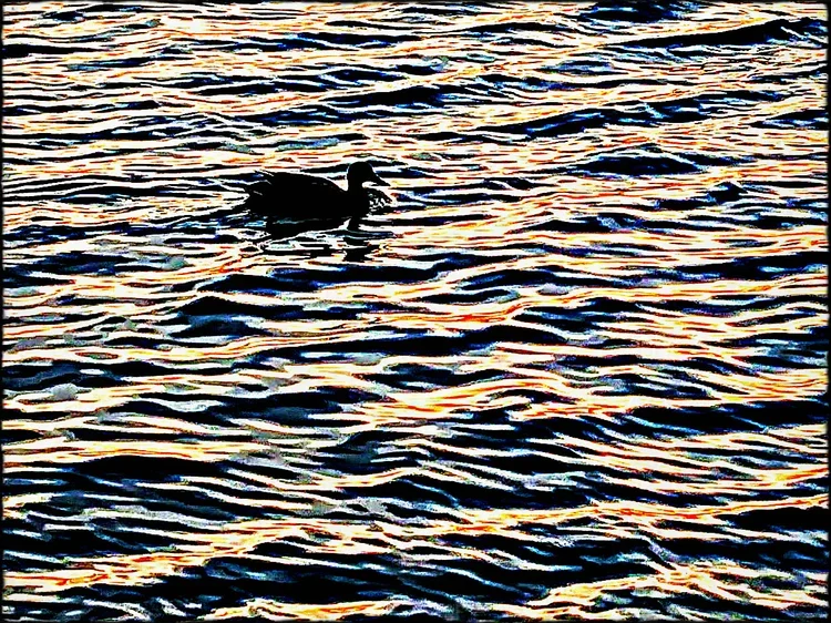 ducke-smba.webp