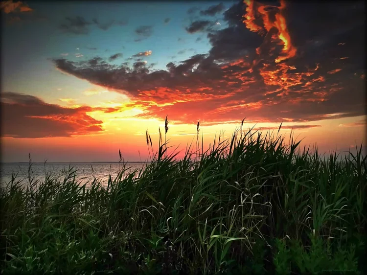sunset-reeds-three-pxb-c.webp