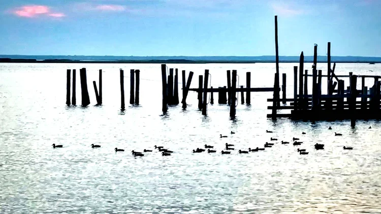 sunday-ducks-e.webp