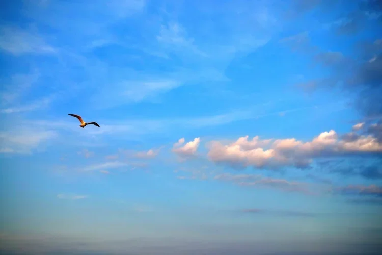 sunday-gull-e.webp
