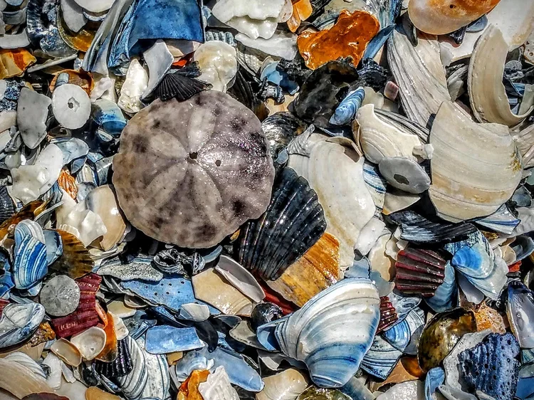 sand-dollar-e.webp