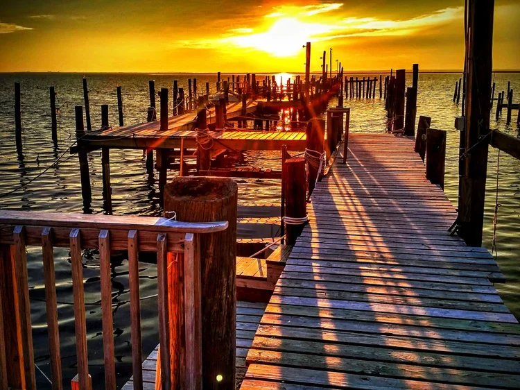 dock-rays.webp