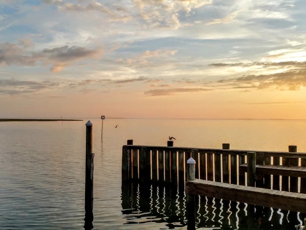 dock-birds.webp