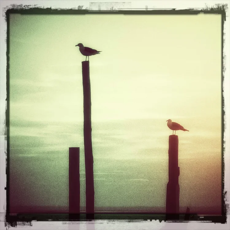 retro-gulls-px.webp