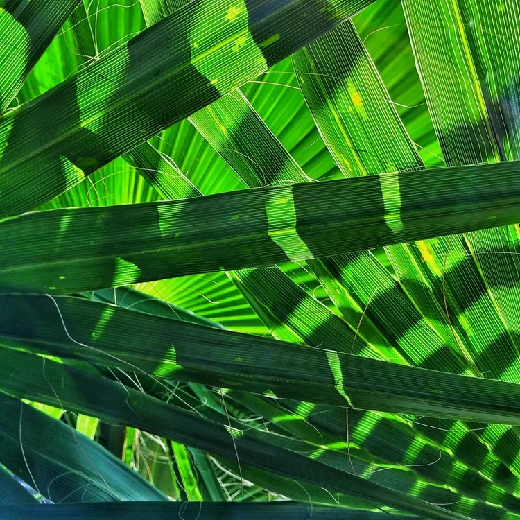 palm-2.webp