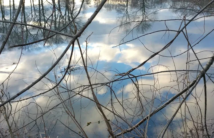 branches.webp
