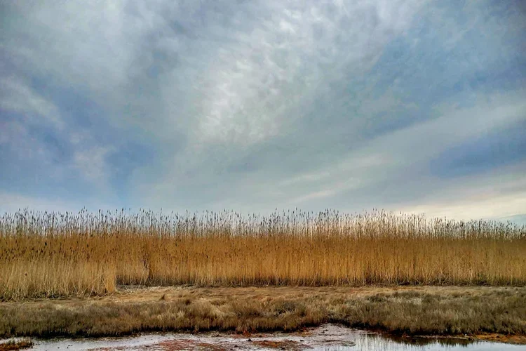 reed-row-e.webp