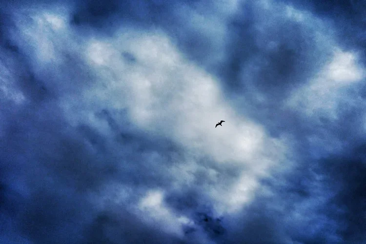 r-gull-2.webp