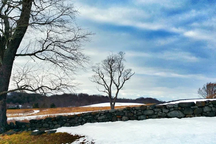 park-tree.webp