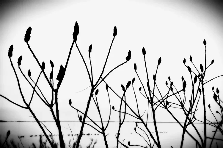 river-sumac-ev-gg.webp