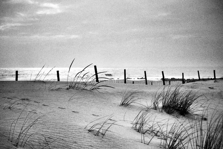 gray-grass-1-9.webp