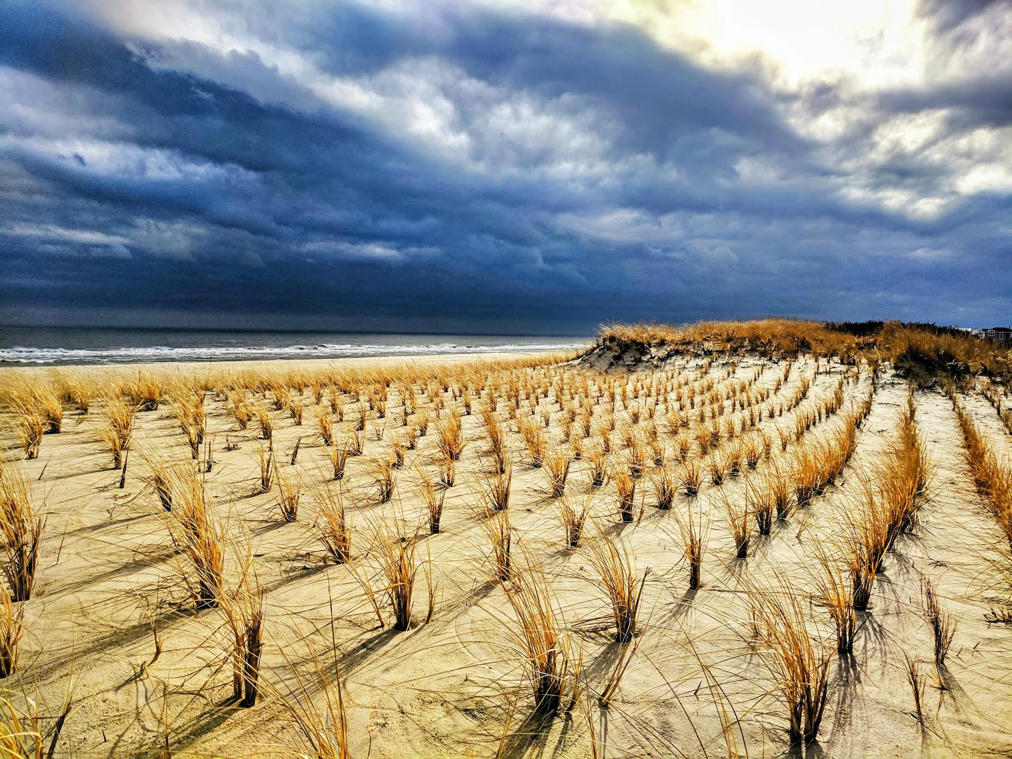 rows-of-dune-grass-a.jpg