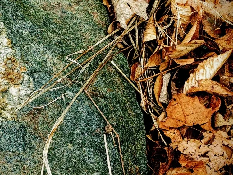 rock-weed-3x4.webp