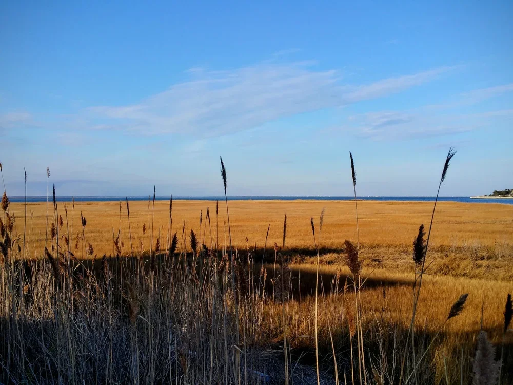 nov-reeds.webp