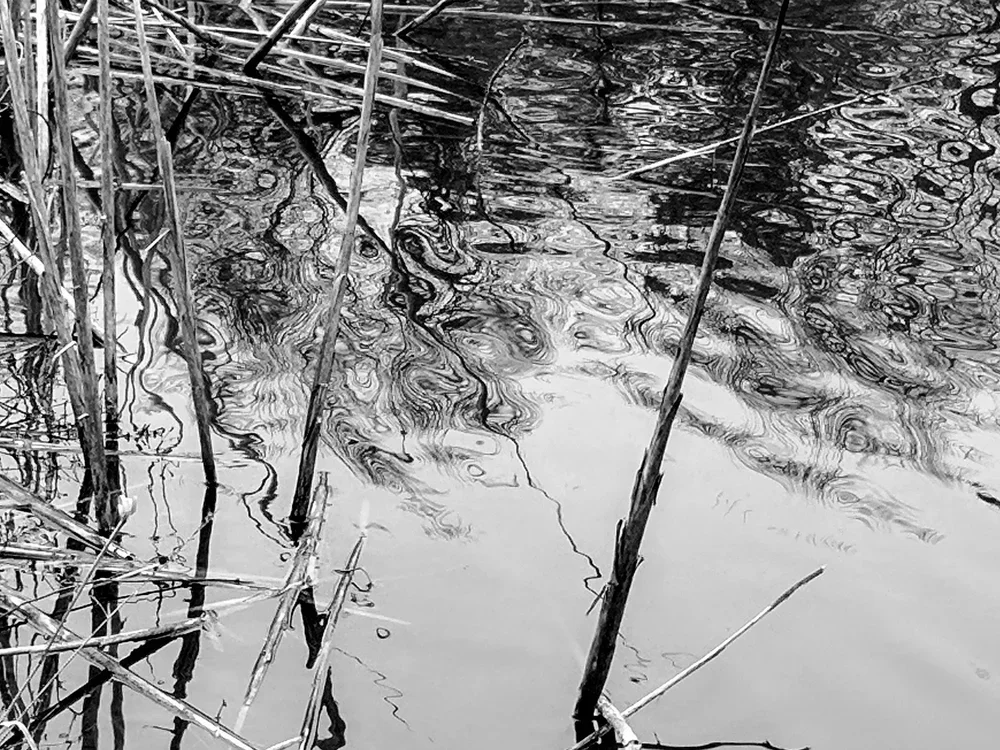 the-pond.webp