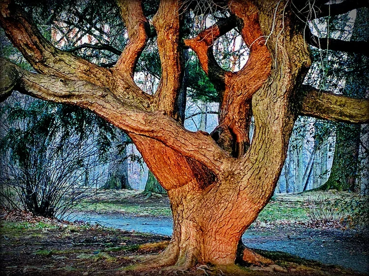 sun-tree-b+-+Edited.webp