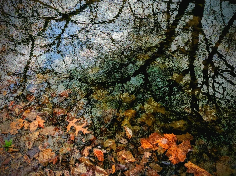 oak-leaf-pool.webp
