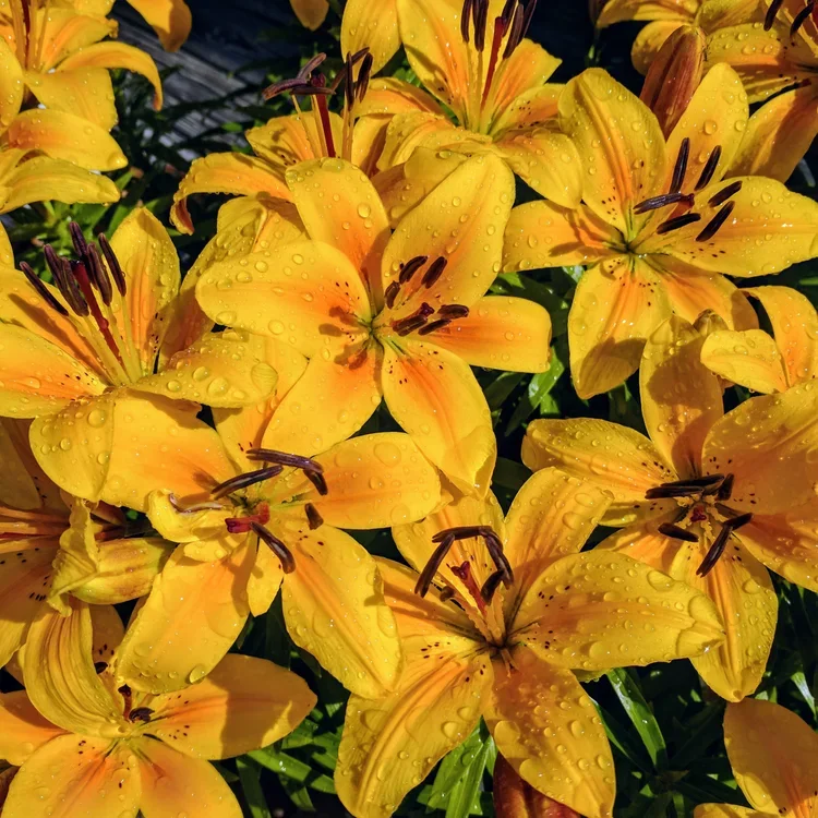 yellow-lillies.webp
