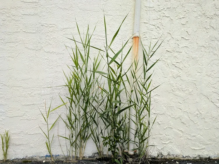 weeds.webp