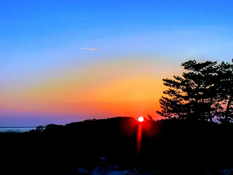 sun-tree-e.webp