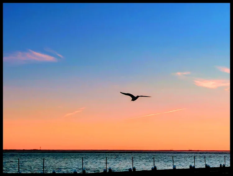 sundown-gull-eb.webp