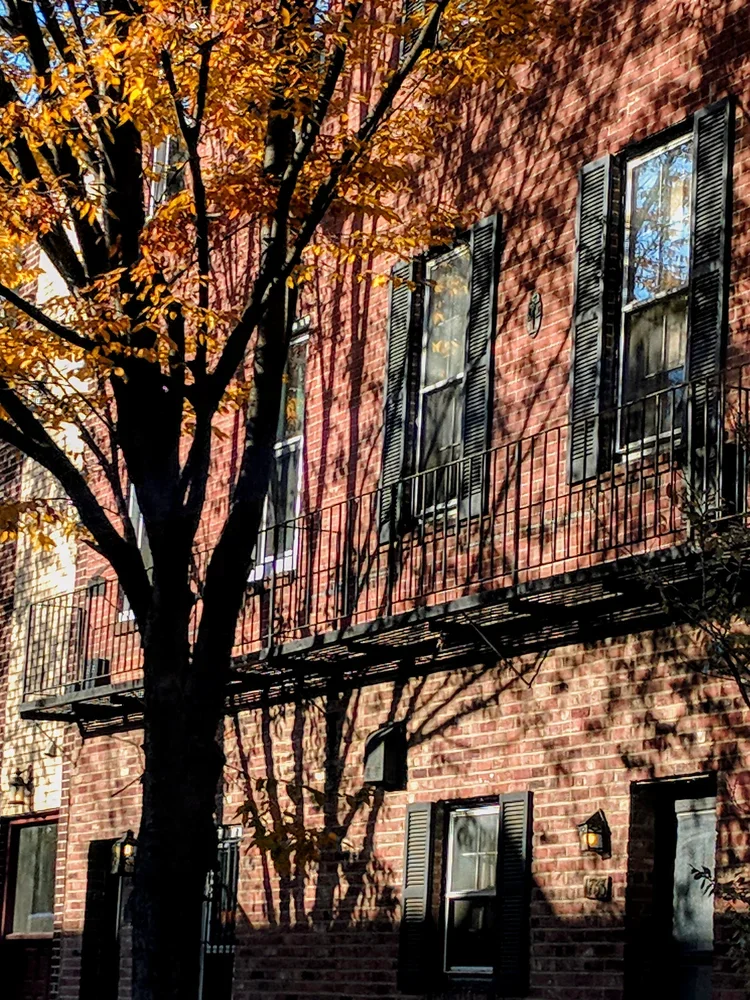 city-tree_20171125_110742.webp