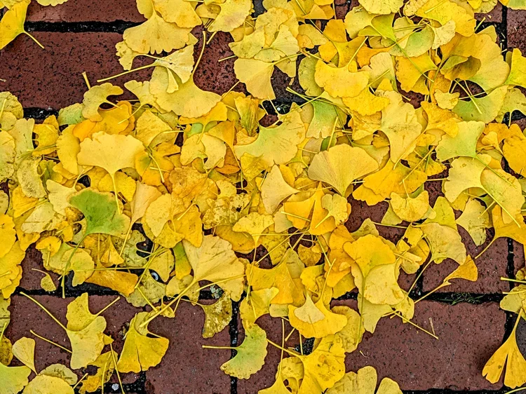 px-IMG_20181116_144944.webp
