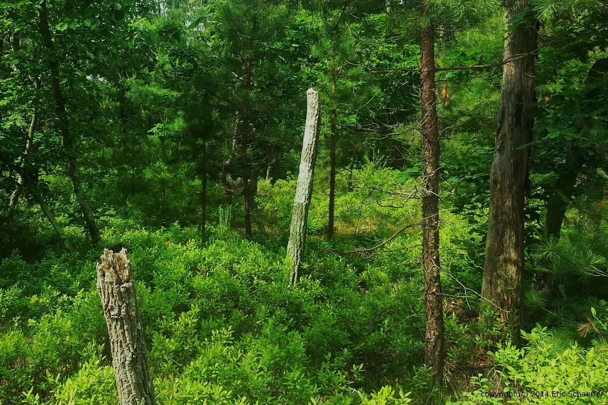 stopinwoods.jpg