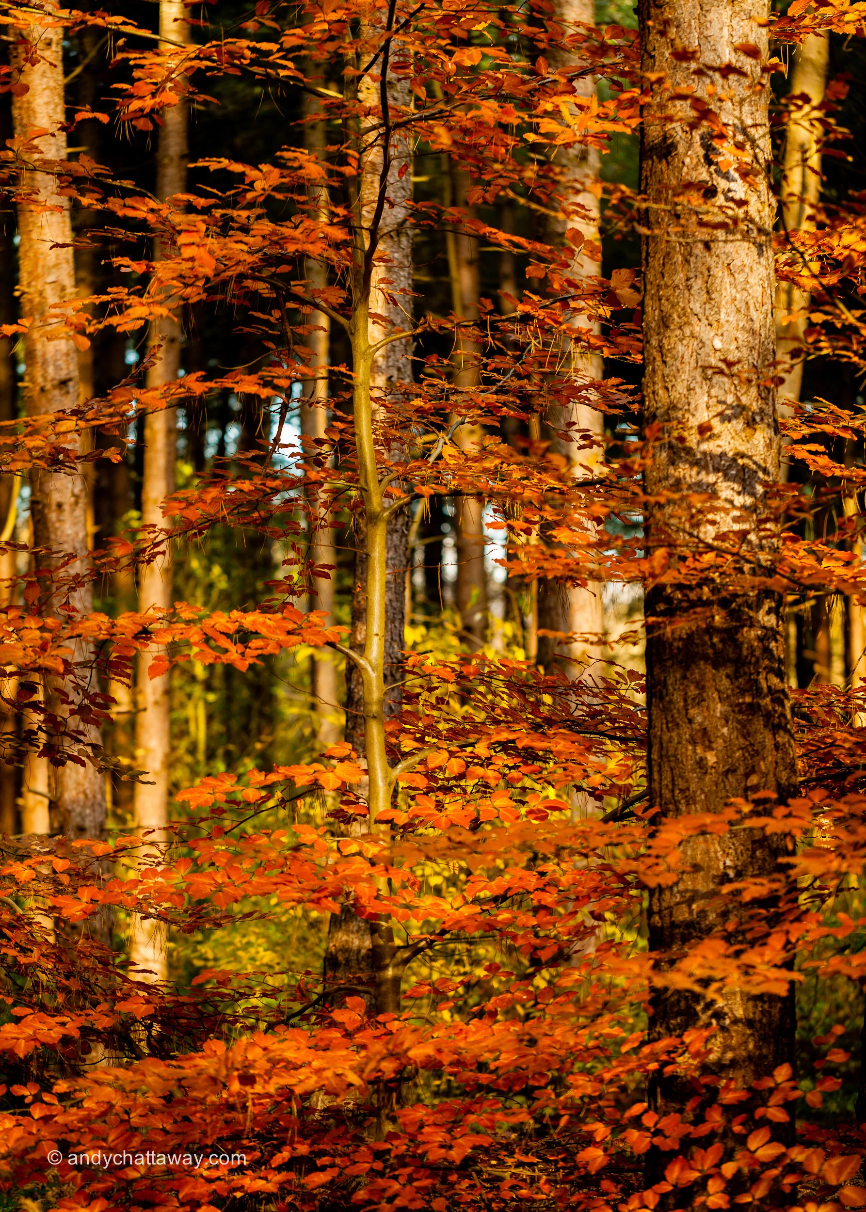 Autumn Copper Beech