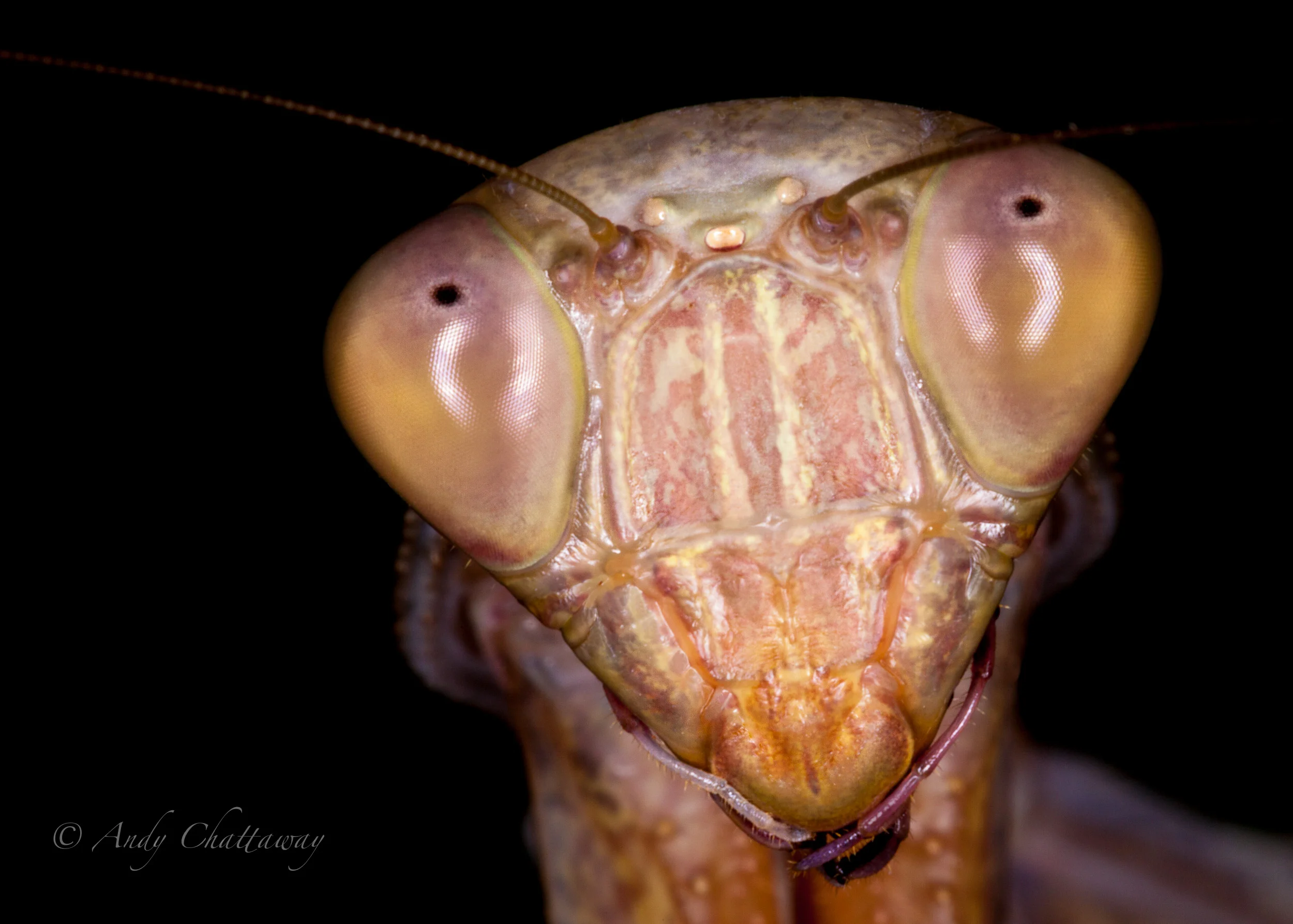 African Mantis Portrait