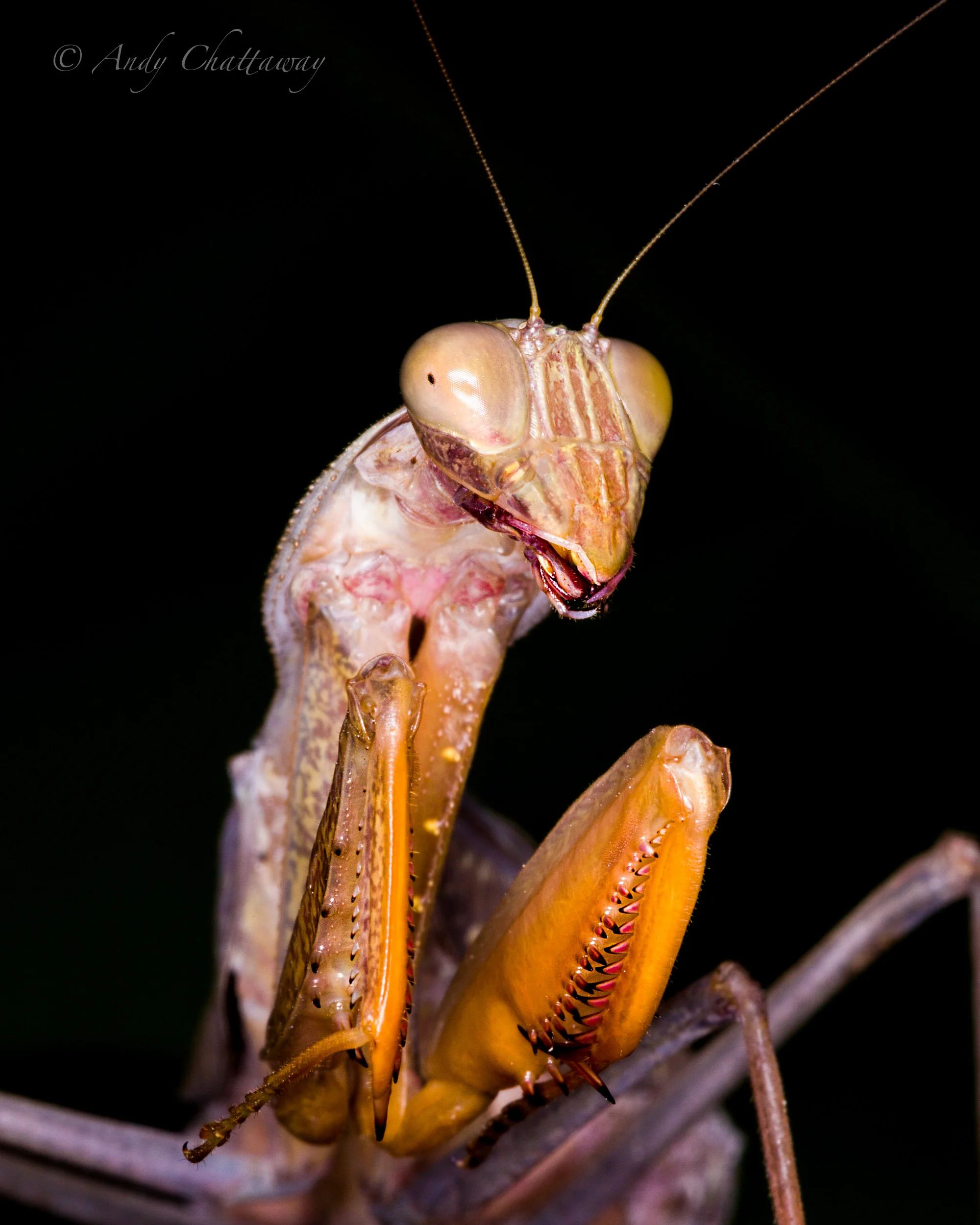 African Mantis 2