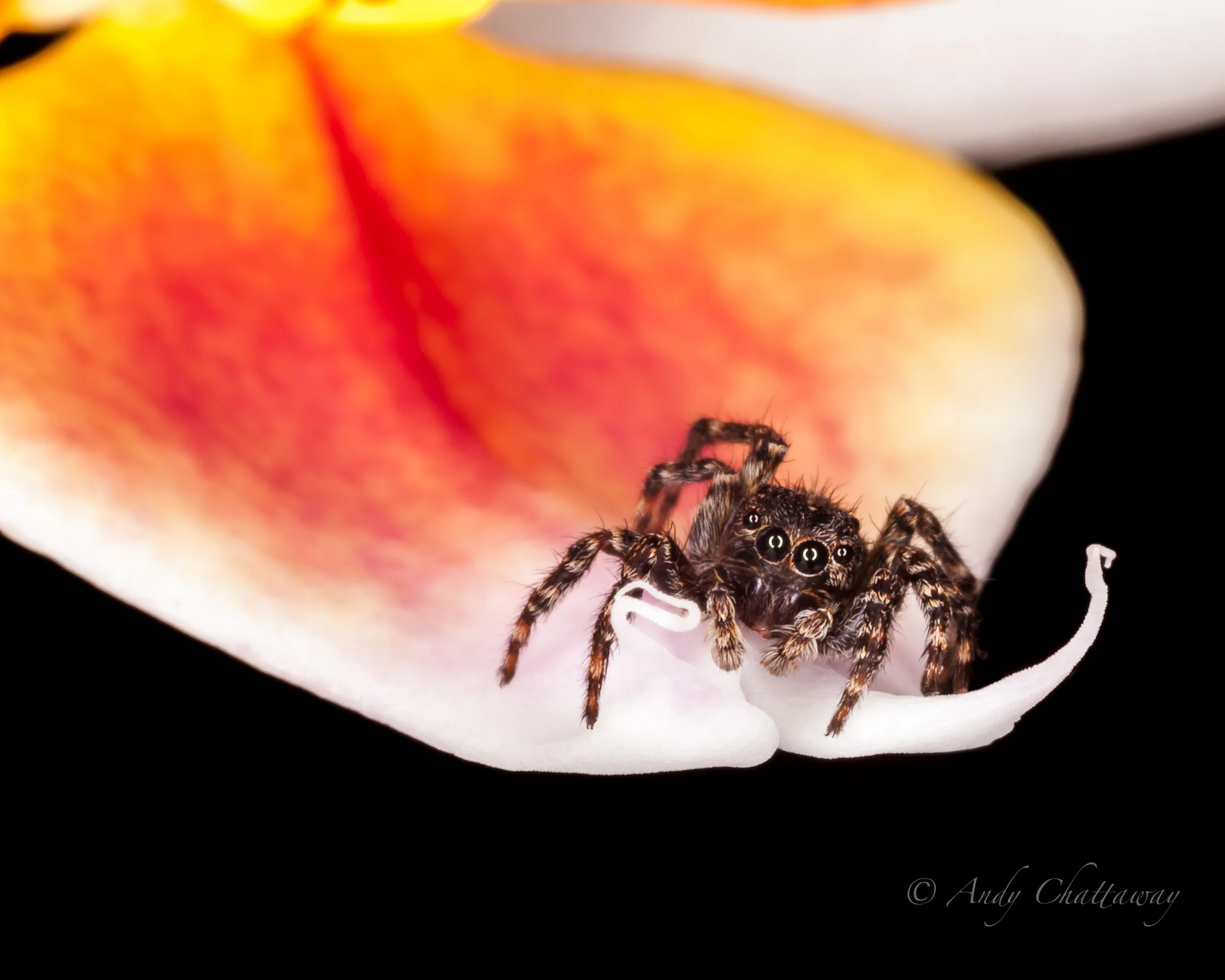 Jumping Spider on Moth Orhid