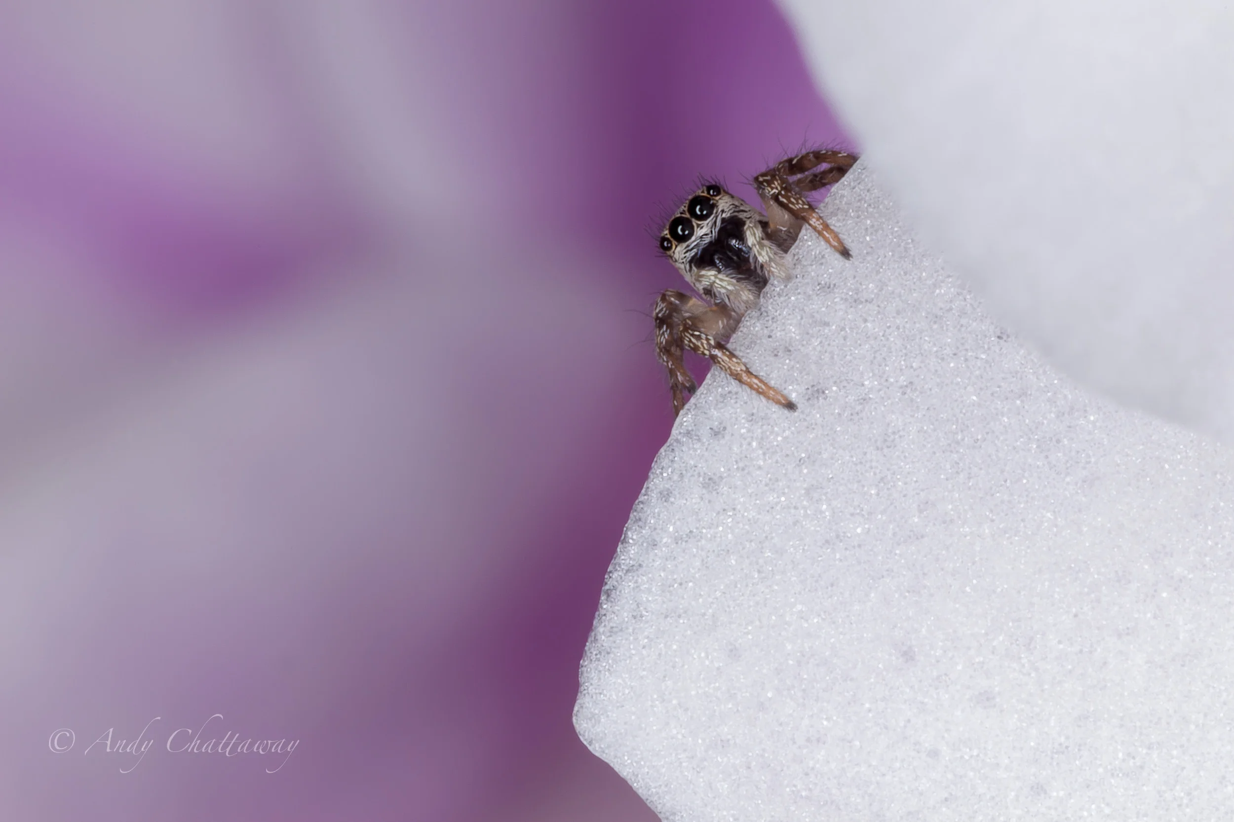 Jumping spider 3
