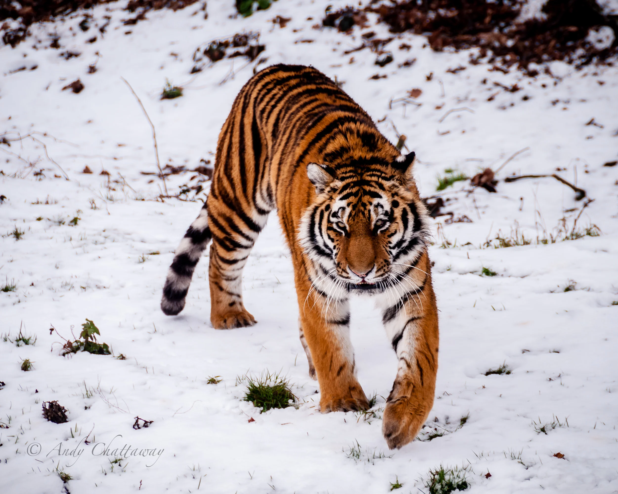 Siberian Tiger