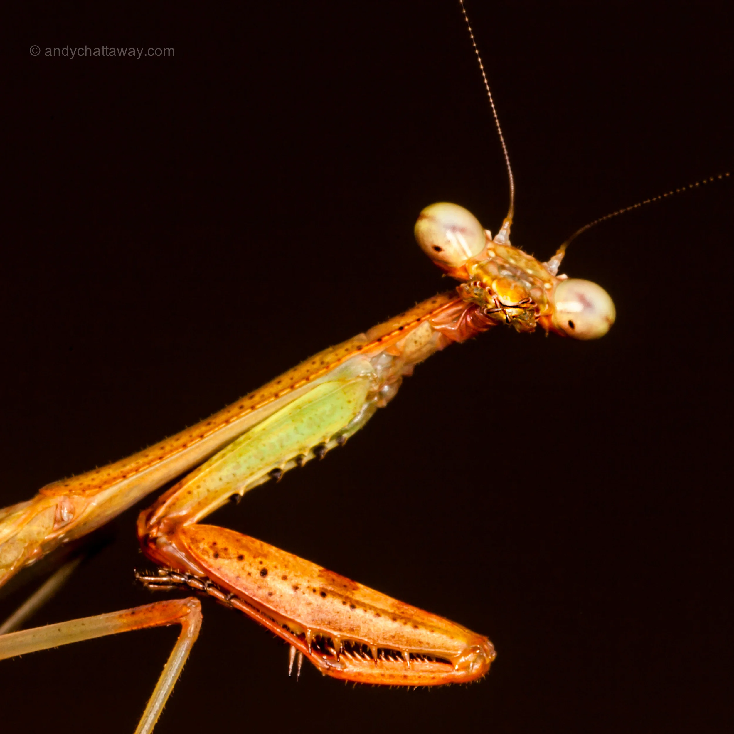 African Mantis detail