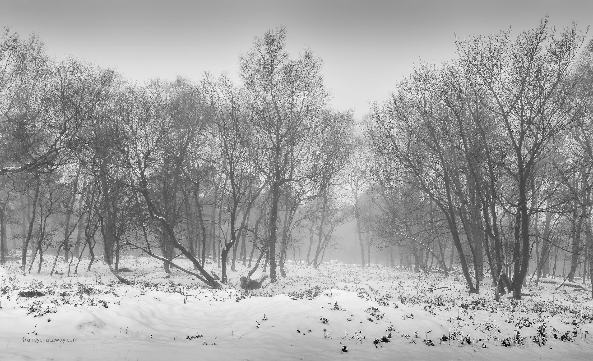 Winter Trees