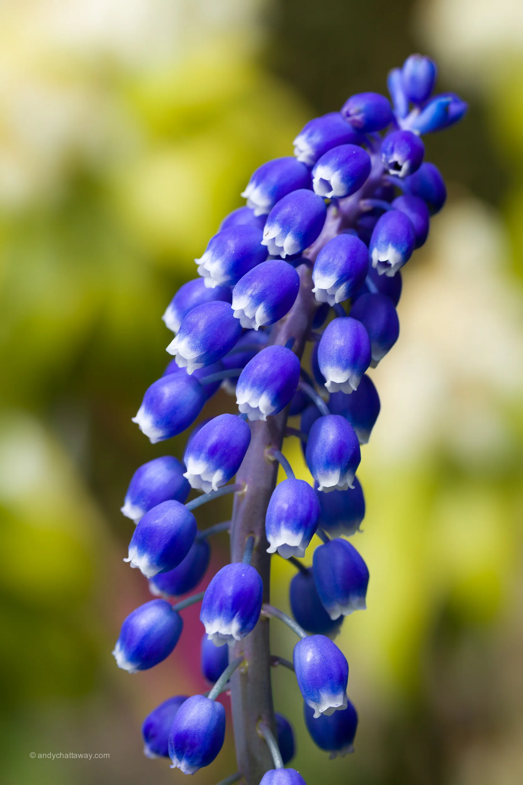Muscari