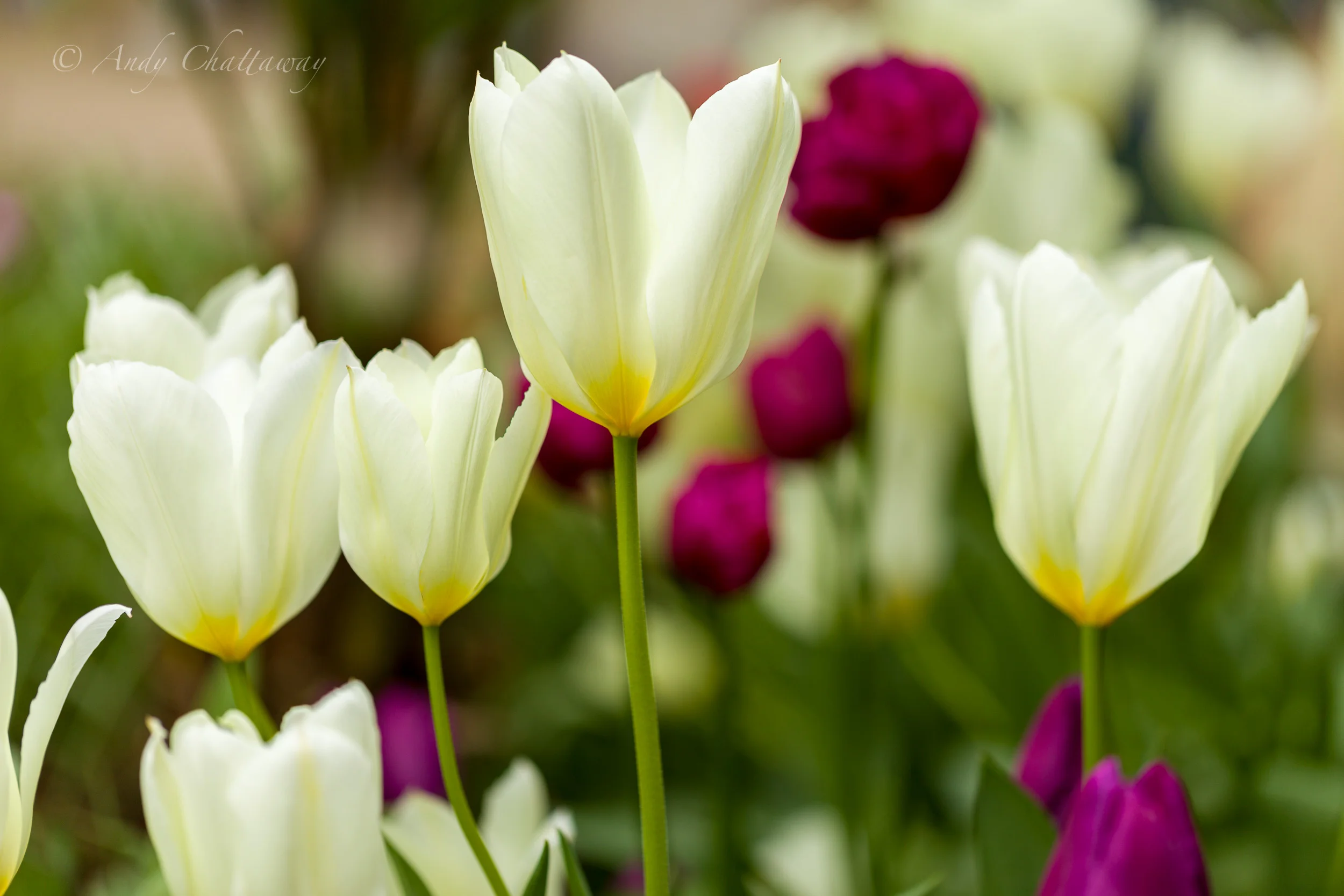 Tulips